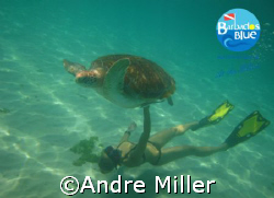 Adult Green Sea Turtle seen off of Payne's Bay, St James ... by Andre Miller 